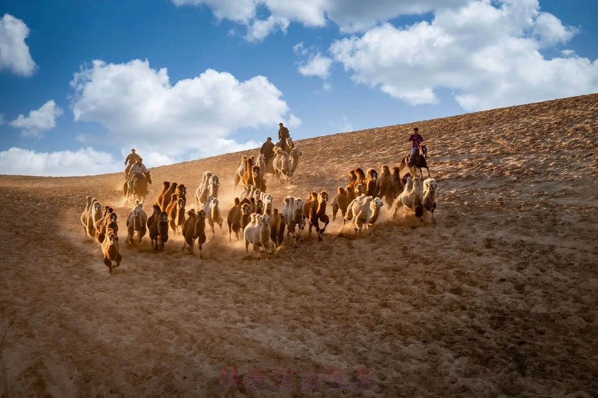 骆驼群“抢戏” 布拉贝克“战术”成功